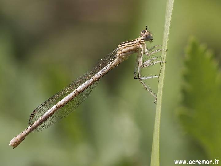 Platycnemis pennipes